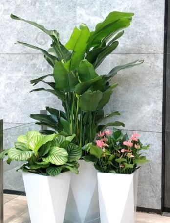 宁波员工福利花木租赁价格进阶技巧,高手都在用